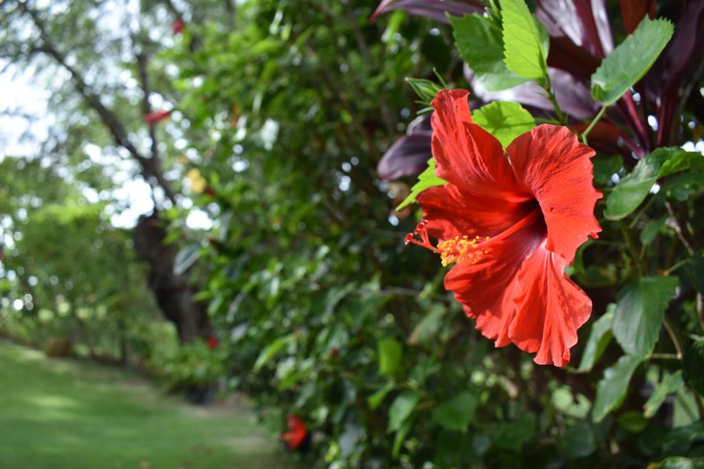 Nona Lani Cottages Kihei Kültér fotó